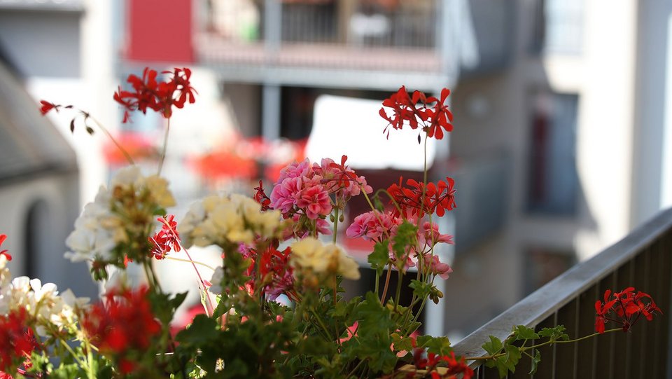 Rote Blumen und im Hintergrund ein verschwommenes Gebäude